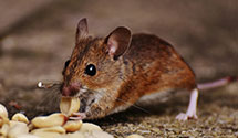 24 Hour & Emergency Exterminators in Wareham, MA